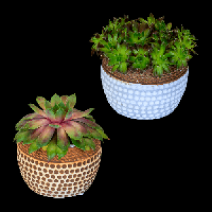 GARDENLINE Sempervivum