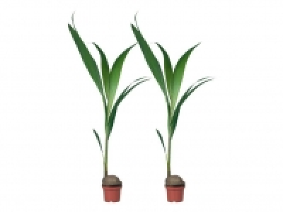 Kokospalme 3.99 €
