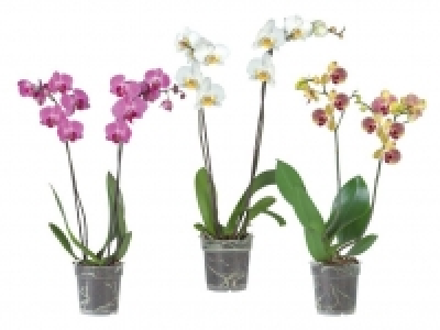 Schmetterlingsorchidee (Phalaenopsis) 9.99&nbsp;&euro;