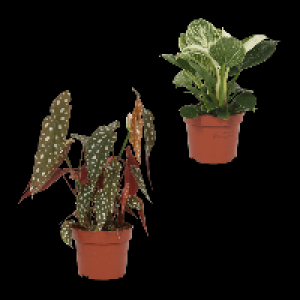 GARDENLINE Premium-Grünpflanze