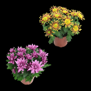 GARDENLINE Chrysantheme 1.19 €