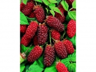 Tayberry, 3 Pflanzen 12.49&nbsp;&euro;