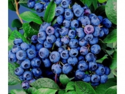 Riesenheidelbeere Goldtraube, 3 Pflanzen 11.99&nbsp;&euro;