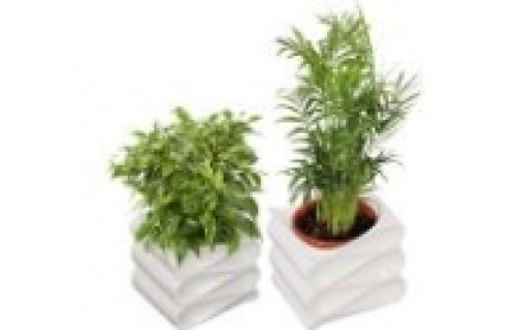 Gr&uuml;npflanzen 4.99&nbsp;&euro;