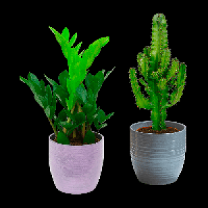 GARDENLINE Grünpflanzenzauber