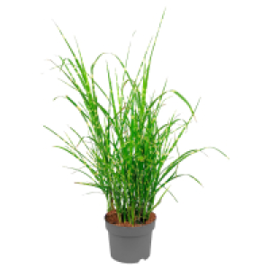 GARDENLINE Gräser Hameln 3 l 4.99 €