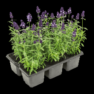 GARDENLINE Lavendel 3.99 €