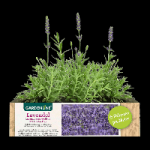 GARDENLINE Lavendel 2.49 €