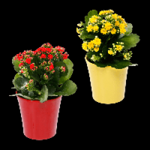 GARDENLINE Kalanchoe