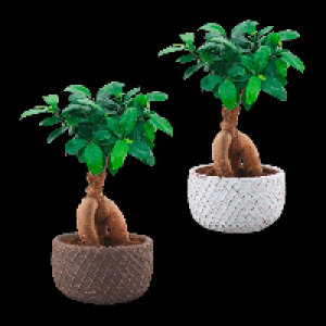 GARDENLINE Bonsai-Ginseng