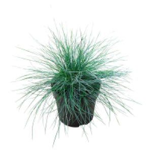 GARDENLINE Gräser