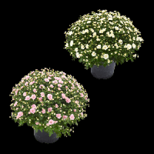 GARDENLINE Chrysanthemen-Busch