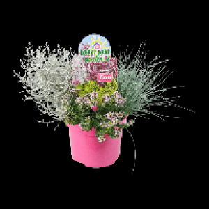 GARDENLINE Herbstpflanzen-Trio