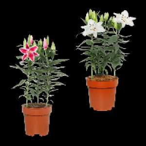 GARDENLINE Orientalische Lilie