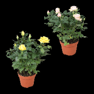 GARDENLINE Topfrose