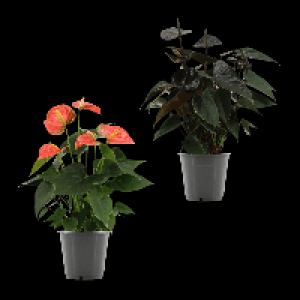 GARDENLINE Anthurie 3.99&nbsp;&euro;