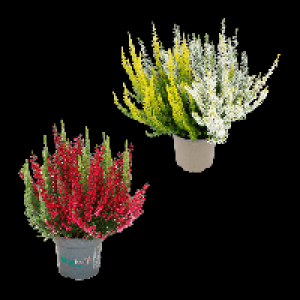 GARDENLINE Calluna