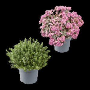 GARDENLINE Sedum-Mix 1.69 €