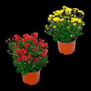 GARDENLINE Chrysantheme 1.49 €