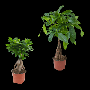 GARDENLINE Ficus Ginseng / Pachira