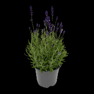 Aldi Nord Gardenline GARDENLINE Lavendel