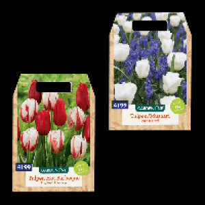 GARDENLINE XXL-Blumenzwiebeln