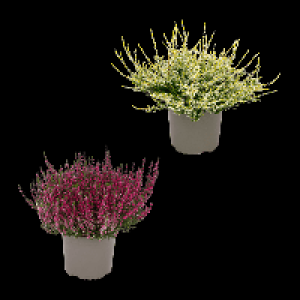 Aldi Nord Gardenline GARDENLINE Calluna