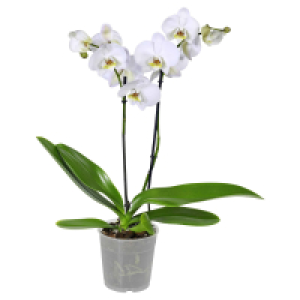 Aldi Süd  GARDENLINE Orchidee