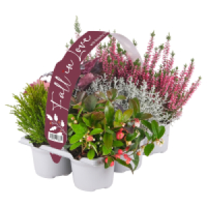 GARDENLINE Herbstpflanzen FiL, 6er-Tray