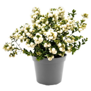 Aldi Süd  GARDENLINE, Torfmyrthe