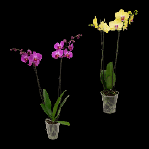 GARDENLINE Phalaenopsis 6.99 €