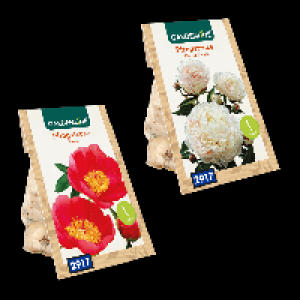 GARDENLINE Premium-Pfingstrosenknolle