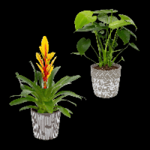 GARDENLINE Pflanze in Trendkeramik