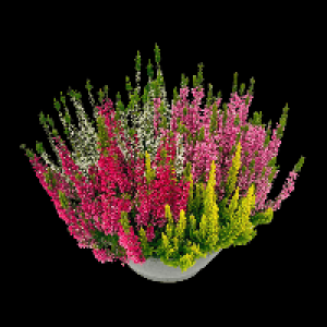 GARDENLINE Calluna-Schale