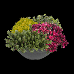 GARDENLINE Sedum-Mix
