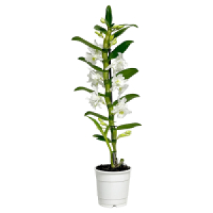 GARDENLINE Dendrobie