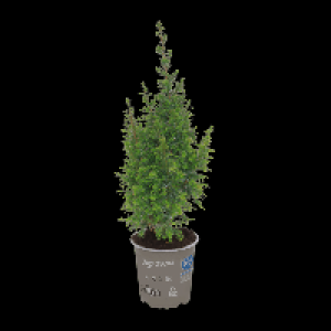GARDENLINE Chamaecyparis