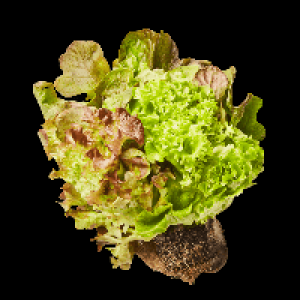 Aldi Nord  Salat mit Wurzelballen