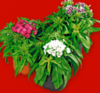 Stauden-Mix 1.49 €