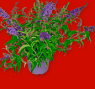 Angelonia