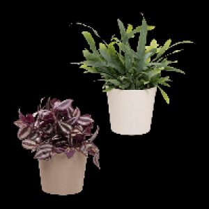 GARDENLINE Außergewöhnliche Grünpflanze