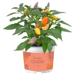 Aldi Süd  GARDENLINE Zierpaprika