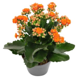 Aldi Süd  GARDENLINE Garten Kalanchoe