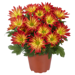 Aldi Süd  GARDENLINE Chrysanthemen