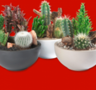 Kakteenschale Salsa