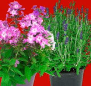 Lavendula Stoechas o. Phlox