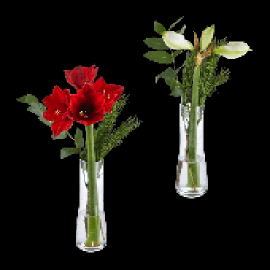 Aldi Nord Gardenline GARDENLINE Amaryllis