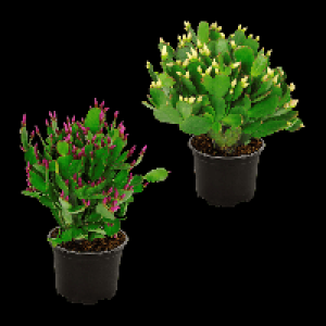 GARDENLINE Weihnachtskaktus (Schlumbergera)