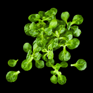 Aldi Nord  Feldsalat