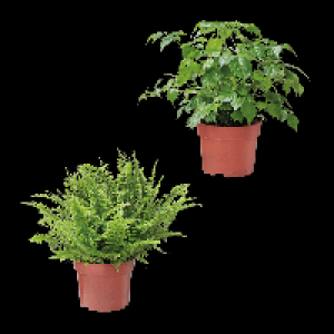 GARDENLINE Grünpflanze 2.29 €